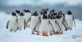 巴西-阿根廷-海達路德(dé)南(nan)森号-南(nan)極半島-秘魯+ 探